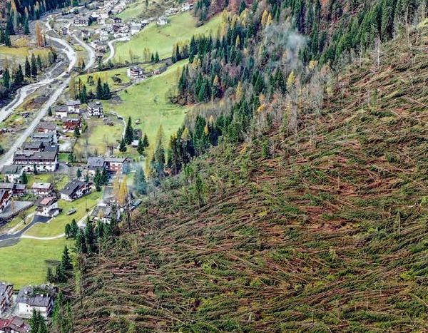 Alberi Abbattuti dalla Tempesta Vaia in Veneto, qual'è la situazione?